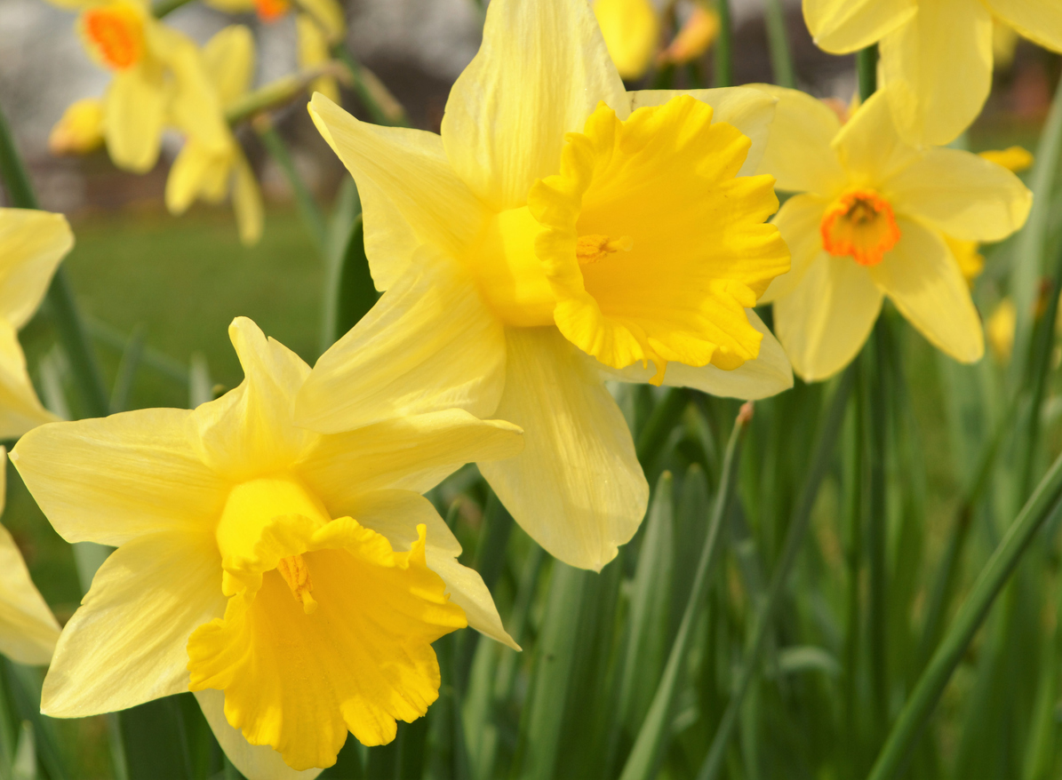 A close-up image of colourful Spring Daffodils.